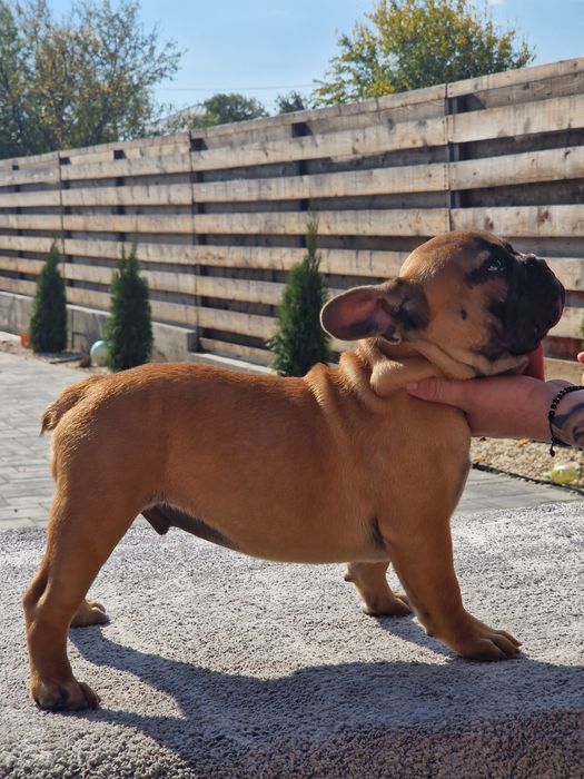 Bulldog francez mascul