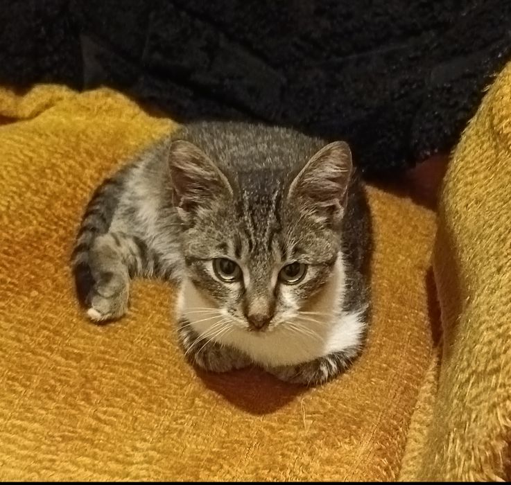 Мъжко коте търси дом