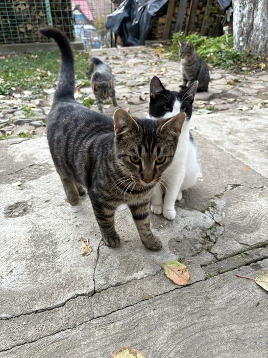 donez 2 pui de pisica