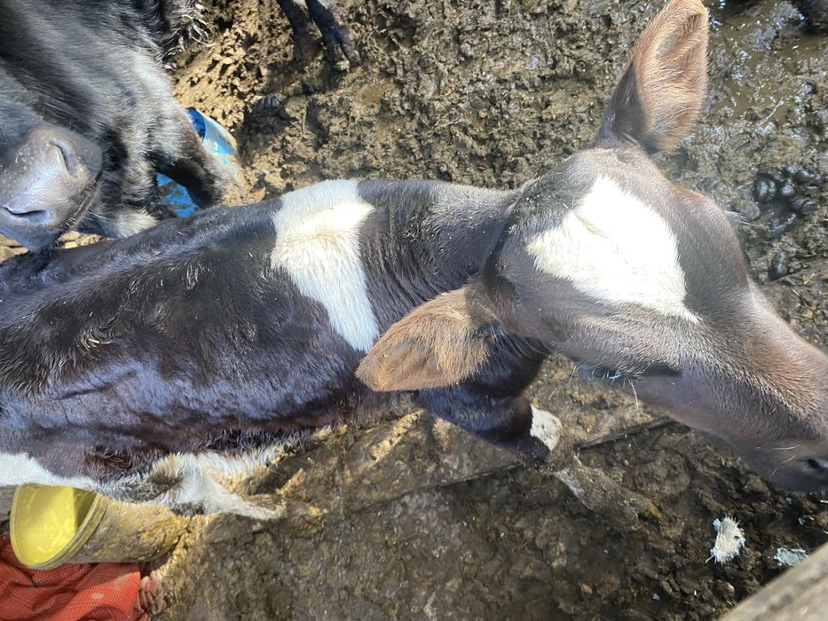 Vând 2 viteti, unul de 2 luni si unul de 9 luni