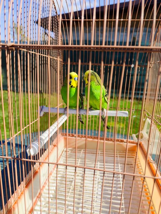 Crescator vând peruși sănătoși, crescuți foarte bine!