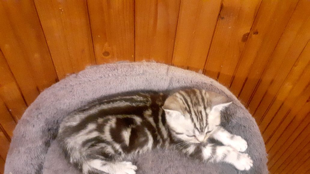 British shorthair silver tabby rasa pura