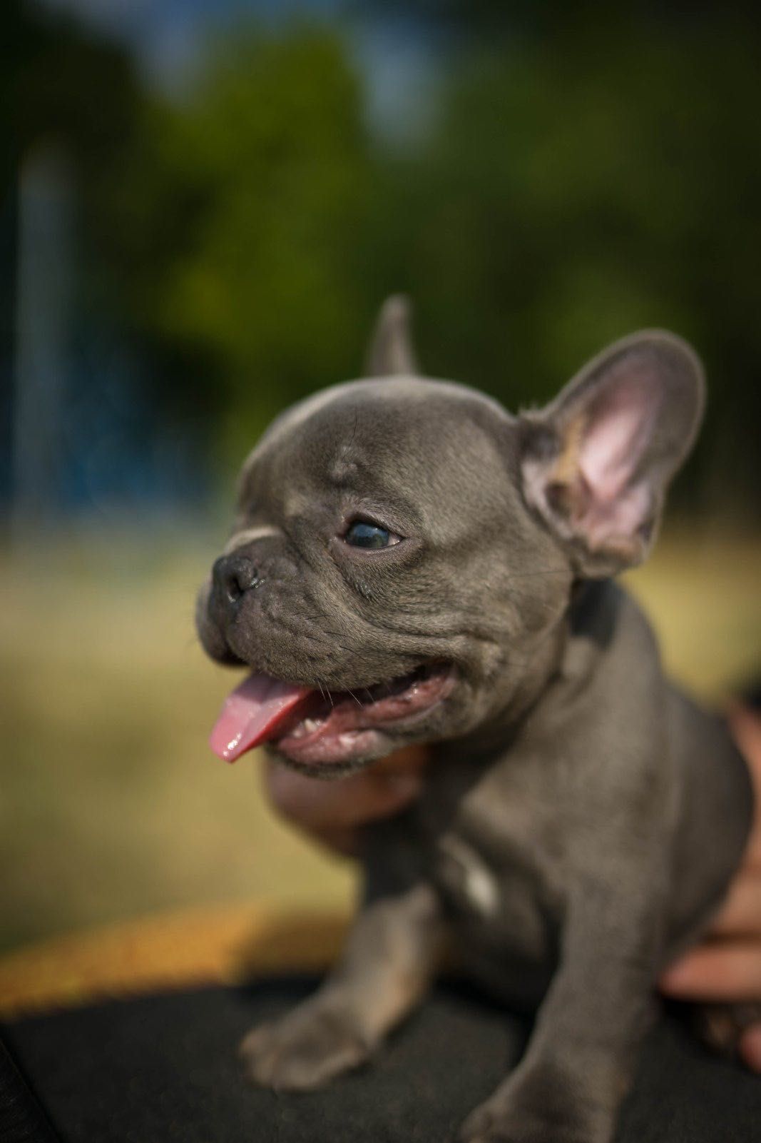 Френски булдог /  french buldogg