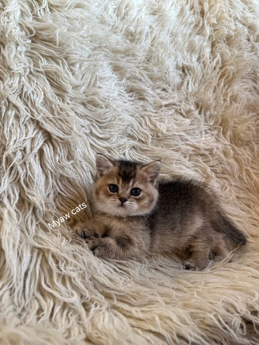 Продаётся Шотландских котята