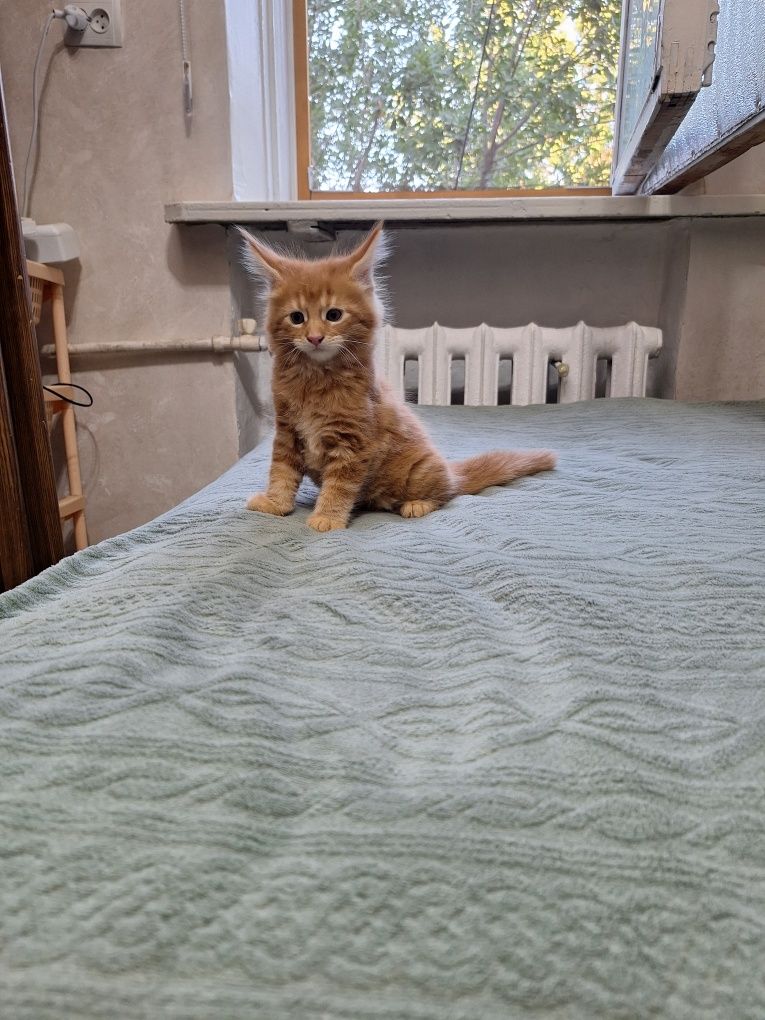Котята породы мей-кун, на бронирование!