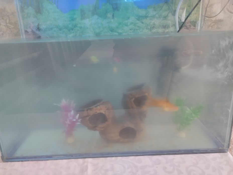 Akvarium sotiladi 4 ta baliq bilan 50-55 Lt