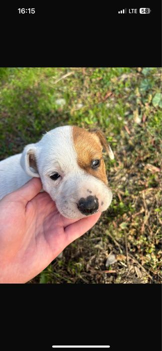 donez metis amstaff