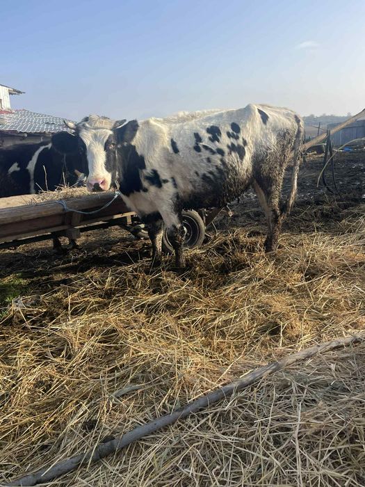 Vând 3 junici la prima fătare au 5-6 luni vițelul in ele fata de drept