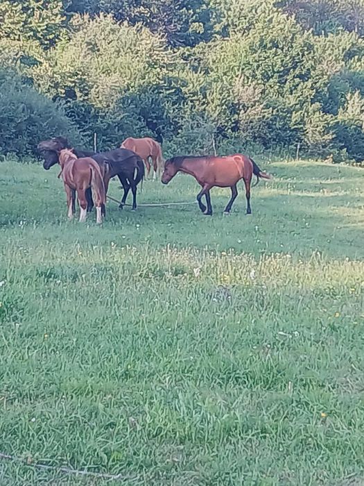 Vând sau schimb cu alte animale
