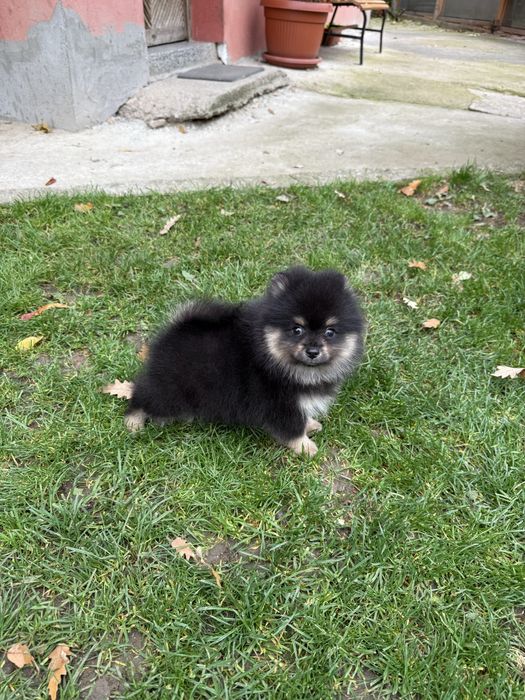 Померан мини момче. Померанче