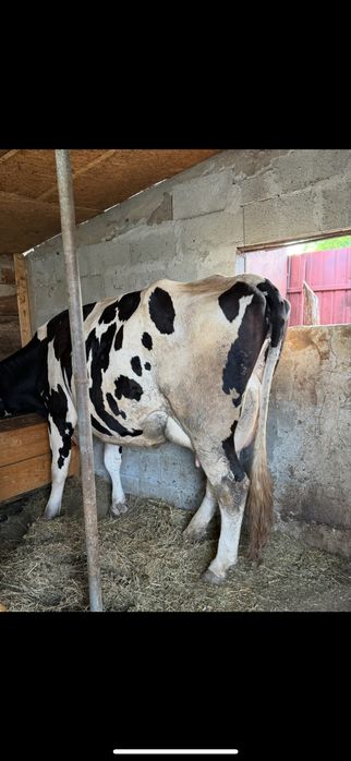 Vand vaca de 3 fatari ! Detalii in privat