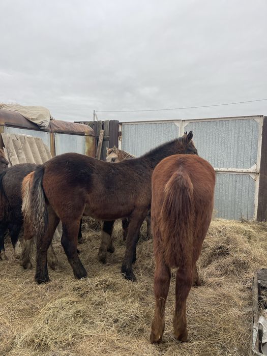 Продам жеребят порода мугалжар находятся в городе по 270