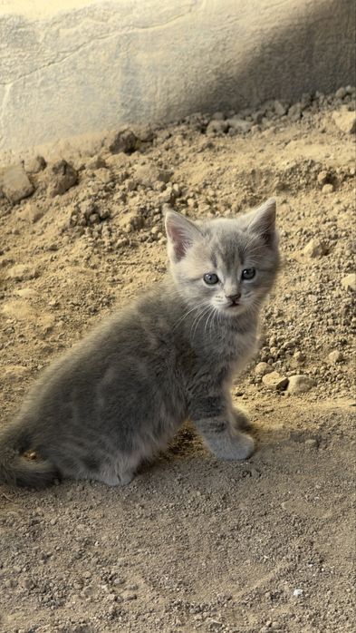 Продам котят мама вислоухая