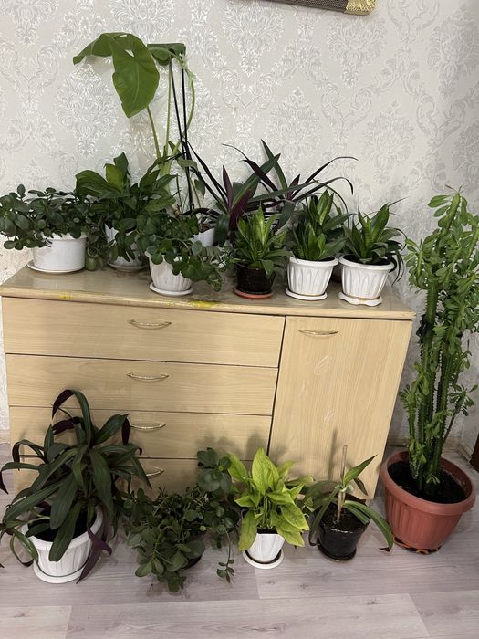 Комнатные цветы средние горшки