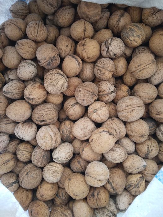 Vând nuci in coajă