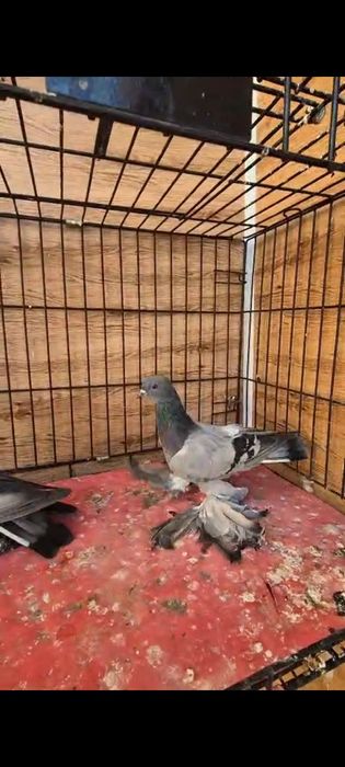 Продается сизые молодняк