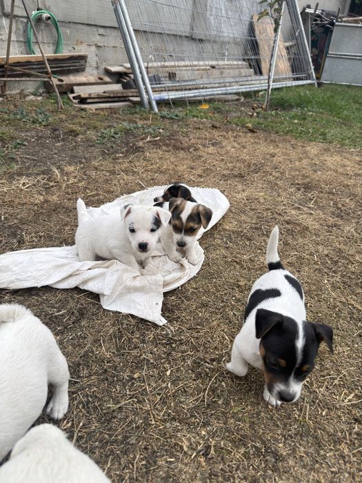 Джак Ръсел Териер