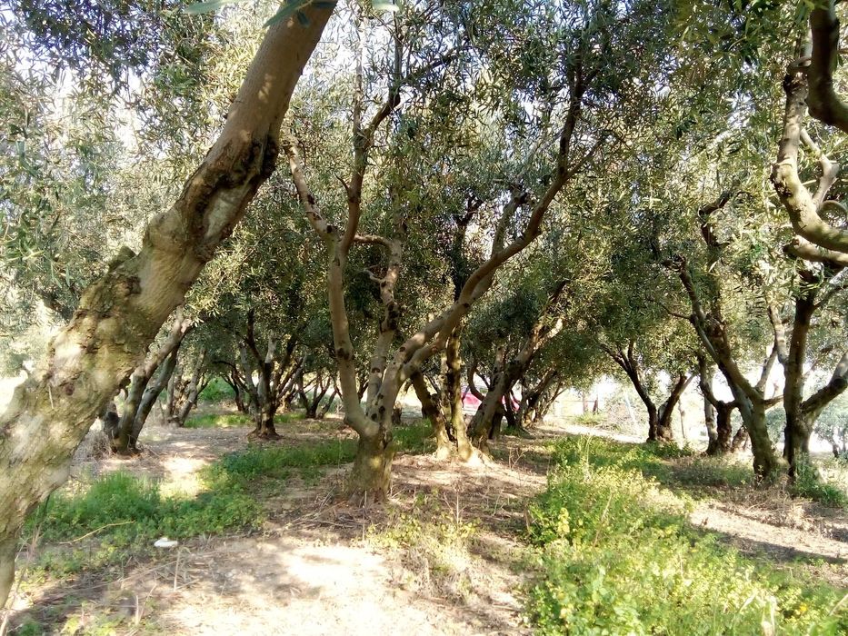 Парцел 790; кв.м. в с. Офринио, Панорама море-115000 евро.