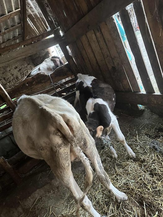 Vand vaci si vitei,viteii ii tai si ii vand si in carcasa..