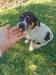 Donez 2 căței de 7 săptămâni de talie mica!