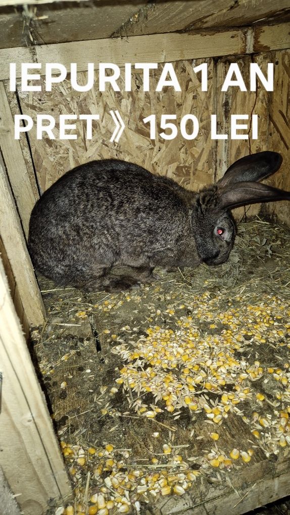 Iepuri Soi Mare Arad