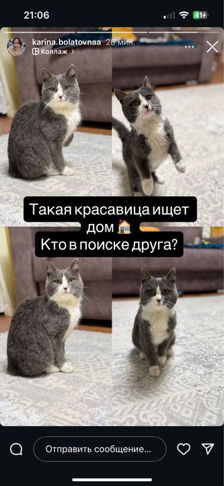 Отдам кошку. Ласковая, игривая. К лотку приучена