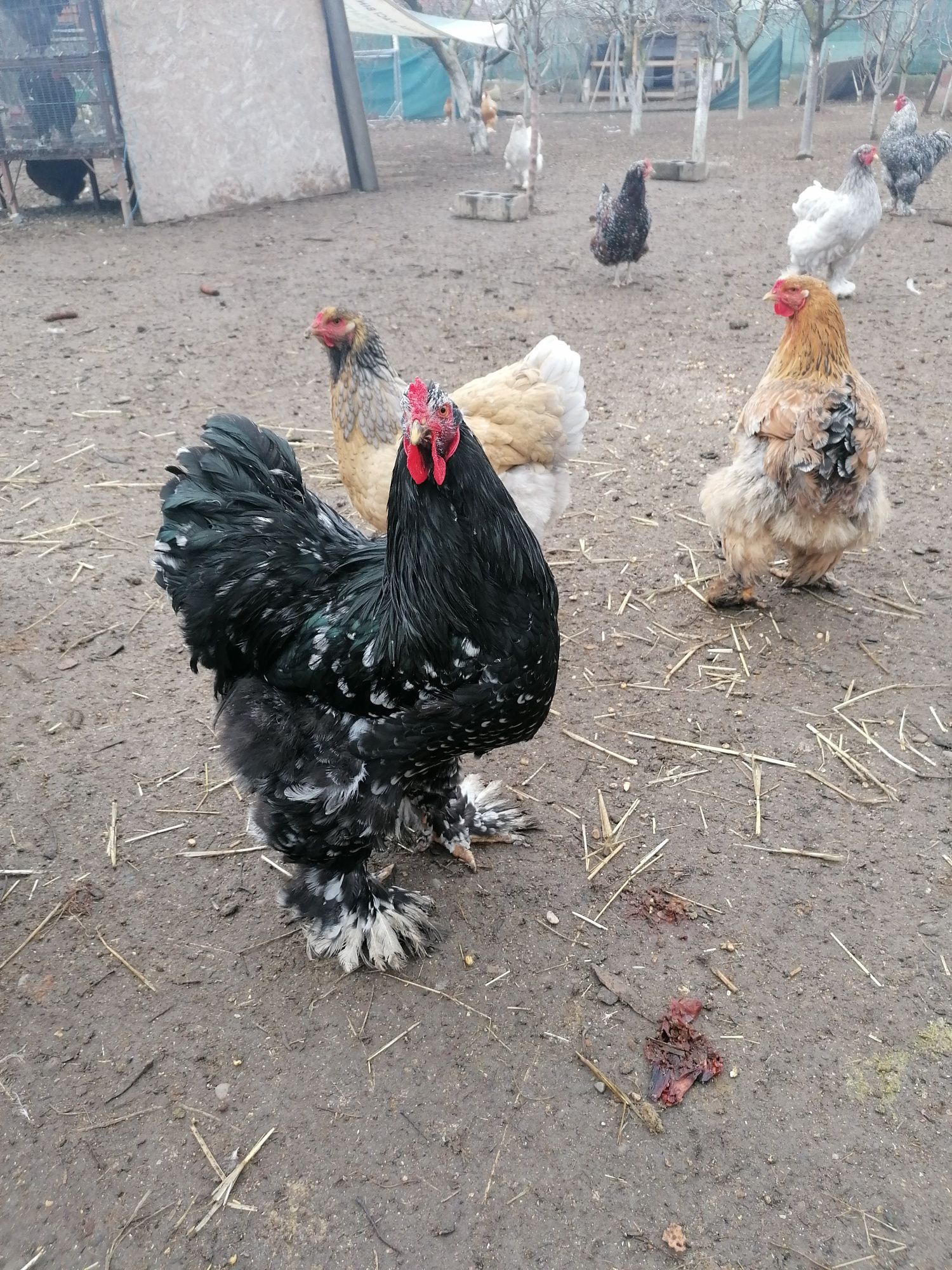 Vând ouă de incubat.