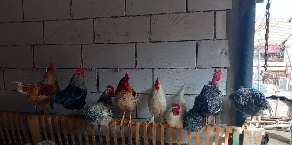 Vând o pereche de rațe,gâște și cocoși