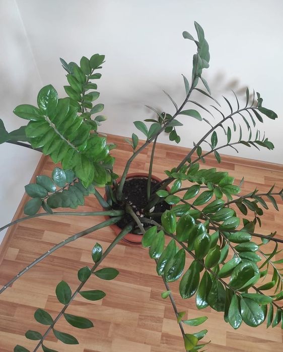 Floare Zamioculcas