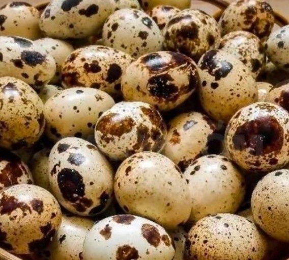 Перепелиные яйцо- бодене жумырткасы  г Туркестан