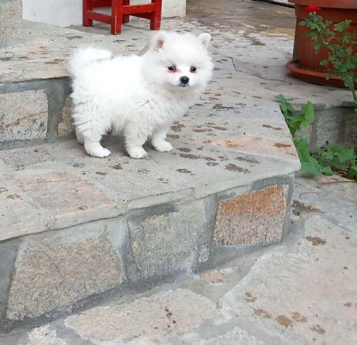 Продавам женско кутре на четири месеца с ваксинирано с паспорт 400 лв