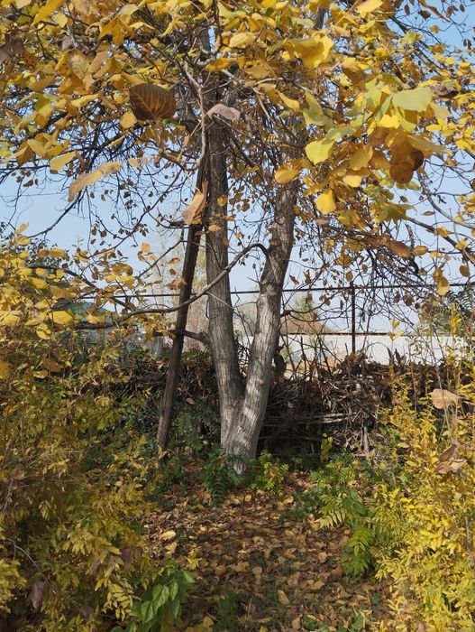 Yongʻoq mebelchilar uchun