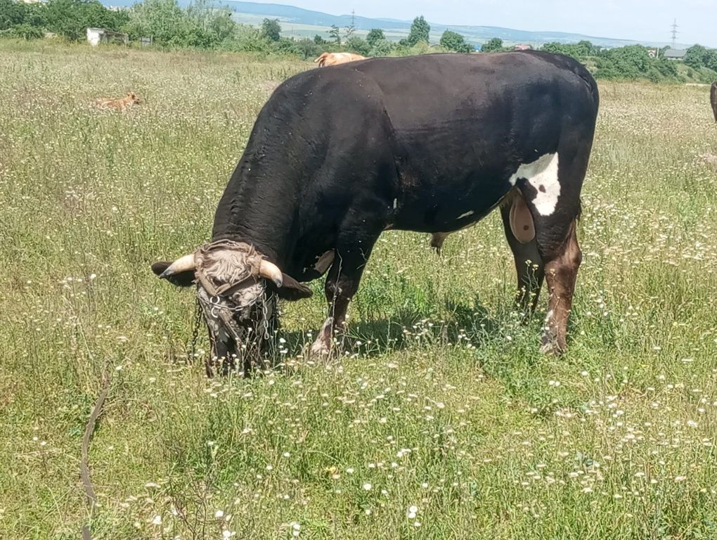 Vaci grase  bune de abator