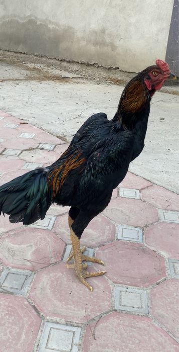 Дакан хўрозлар ва макиен