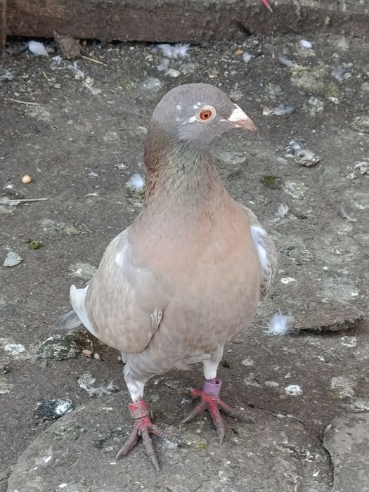 Porumbei voiajori