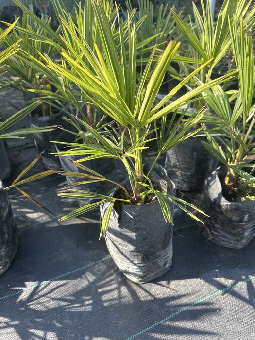 Палма трахикарпус малка