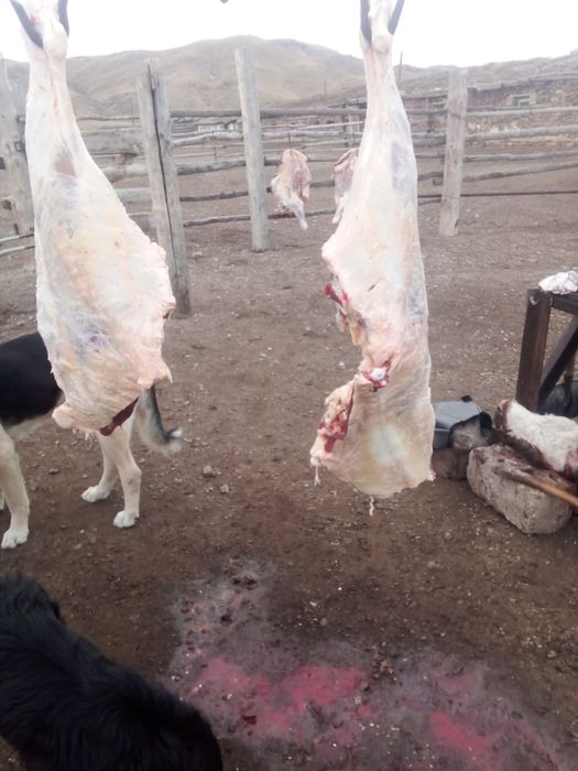 Продам мясо говядины молодняк