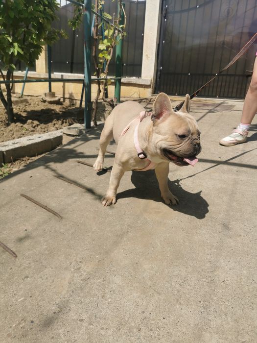 Buldog francez fawn