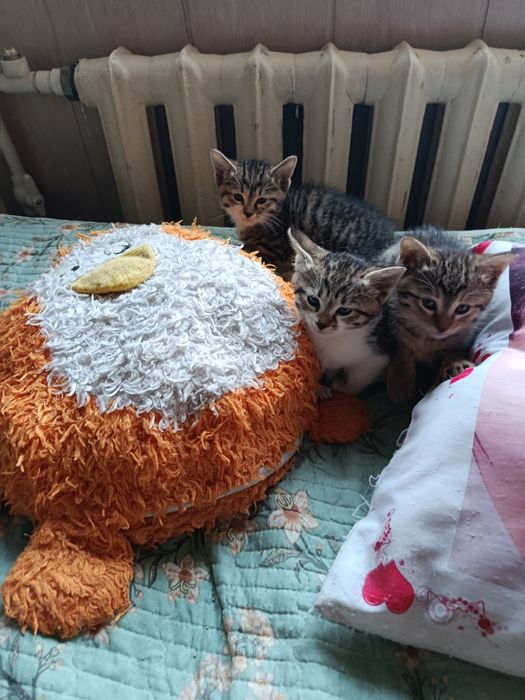 Котята в добрые, ответственные руки