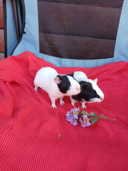 Pui de porcușori de Guineea