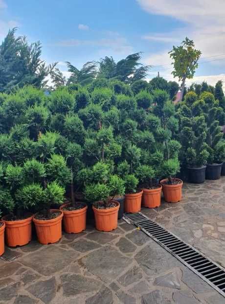 Plante Ornamentale Oriunde in tara calitate extra