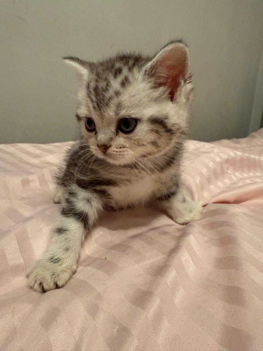 Котята Шотландской породы