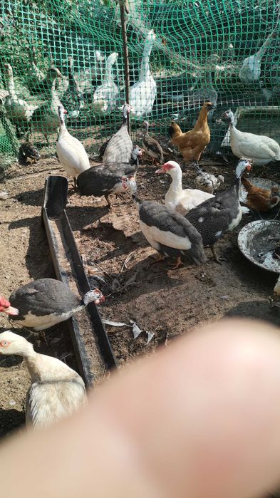 Продам домашнюю птицу