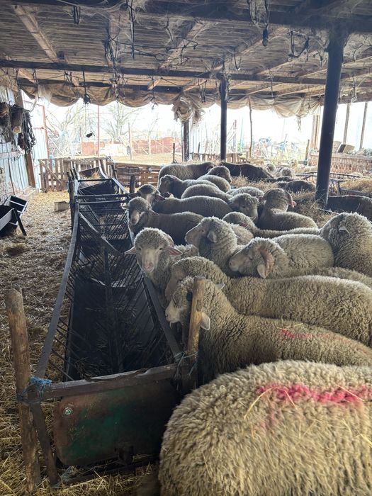 Продавам 25 овце