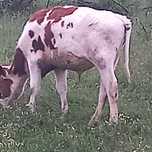 Tauri de vanzare