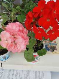 Продаю цветущие герани, красная-алая и розовая махровыми цветками.