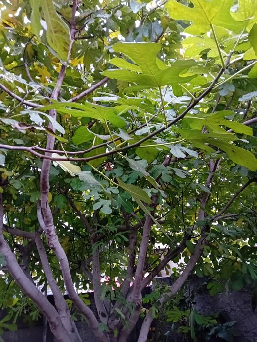 Dulceata de smochine fără conservanti