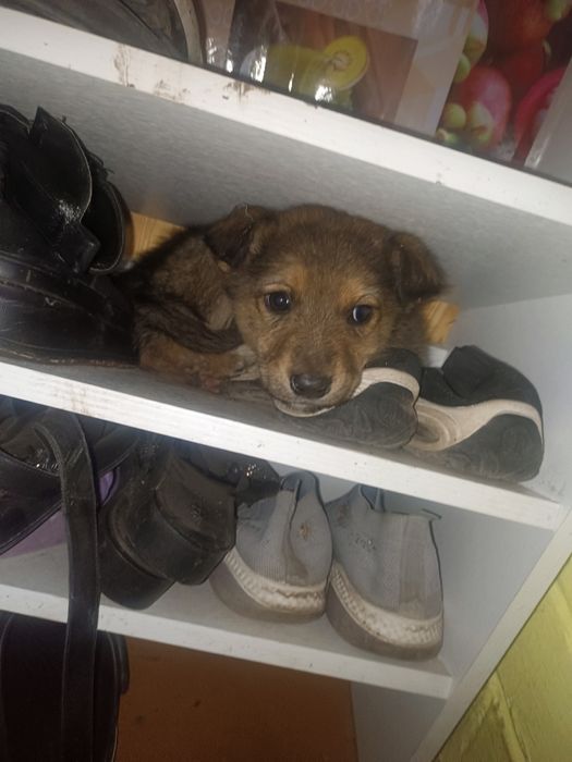 Отдам кутенка в добрые руки