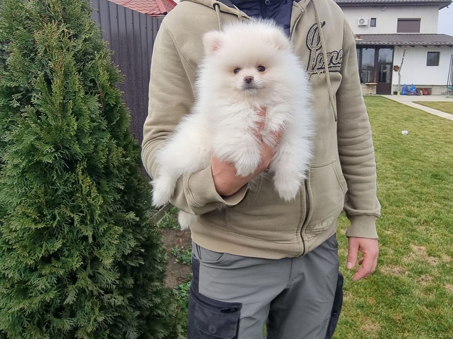 Vând pui rasa pomeranian
