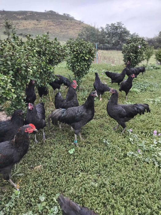 cocoșei australorp negru din primăvară caută stăpân